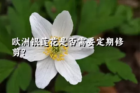 欧洲银莲花是否需要定期修剪？