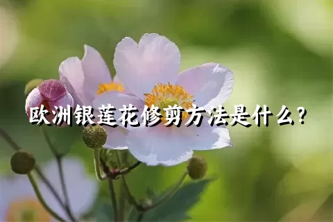 欧洲银莲花修剪方法是什么？