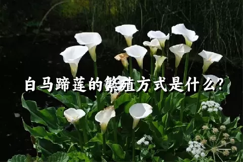 白马蹄莲的繁殖方式是什么?