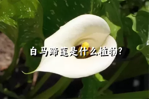 白马蹄莲是什么植物?