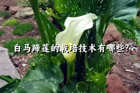 白马蹄莲的栽培技术有哪些?