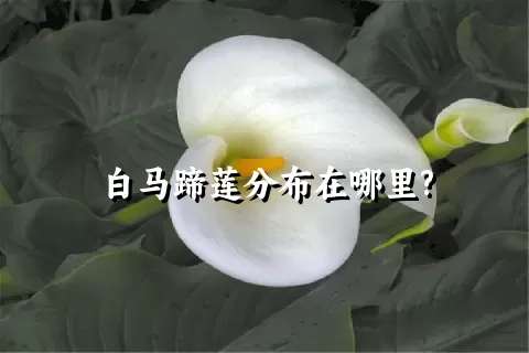 白马蹄莲分布在哪里?