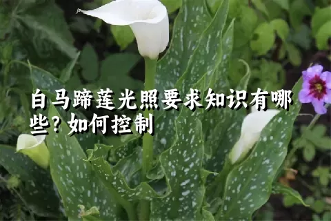 白马蹄莲光照要求知识有哪些？如何控制