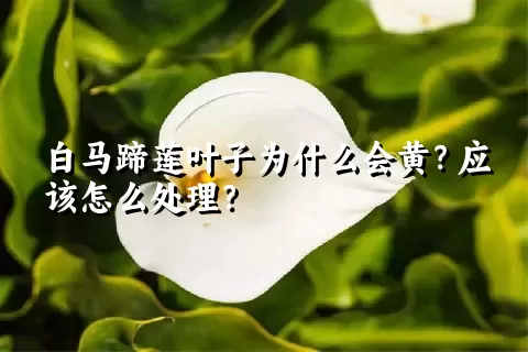 白马蹄莲叶子为什么会黄？应该怎么处理？