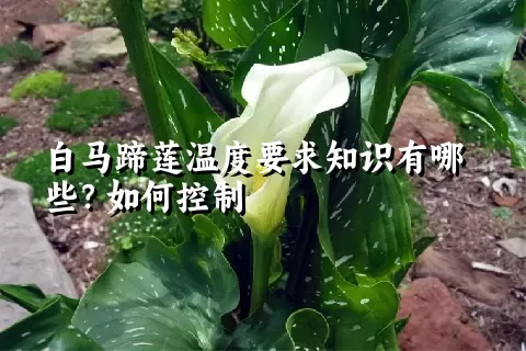 白马蹄莲温度要求知识有哪些？如何控制