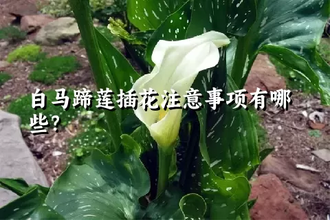 白马蹄莲插花注意事项有哪些？