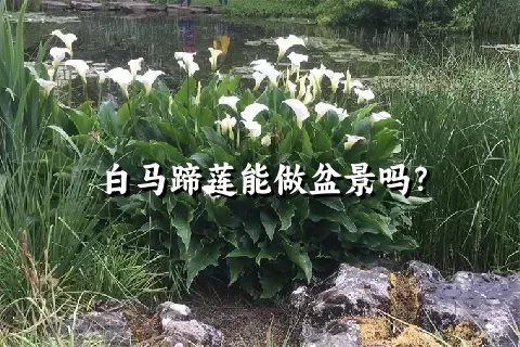 白马蹄莲能做盆景吗？