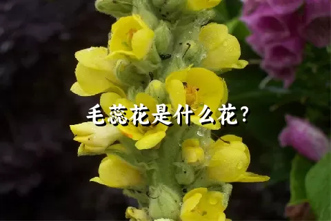 毛蕊花是什么花？