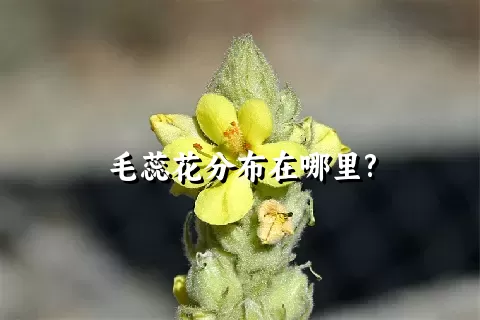 毛蕊花分布在哪里?