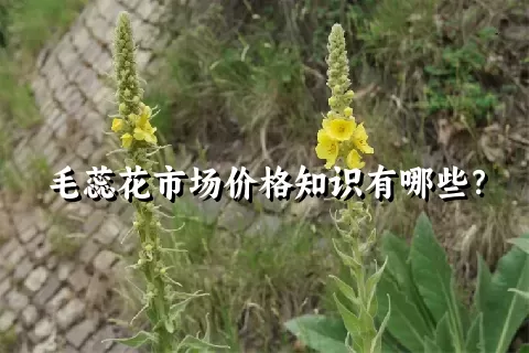 毛蕊花市场价格知识有哪些？