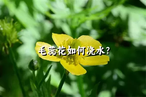 毛蕊花如何浇水？
