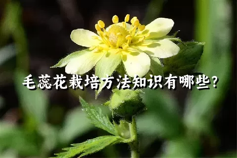 毛蕊花栽培方法知识有哪些？