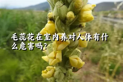 毛蕊花在室内养对人体有什么危害吗？