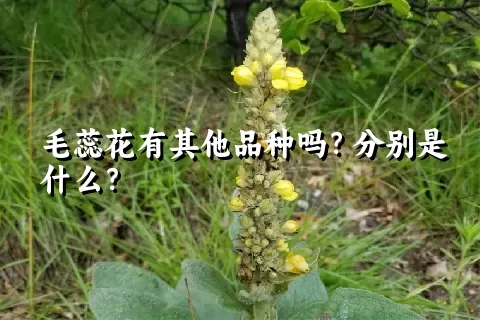 毛蕊花有其他品种吗？分别是什么？
