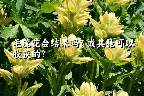 毛蕊花会结果吗？或其他可以收获的？