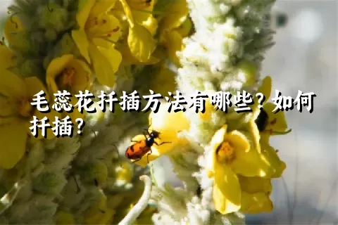 毛蕊花扦插方法有哪些？如何扦插？