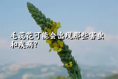 毛蕊花可能会出现那些害虫和疾病？