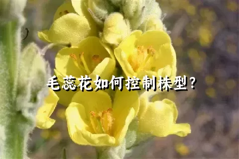 毛蕊花如何控制株型？