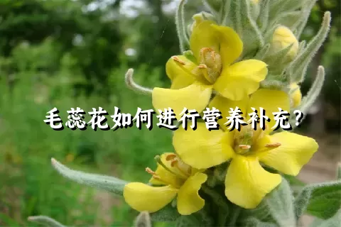 毛蕊花如何进行营养补充？