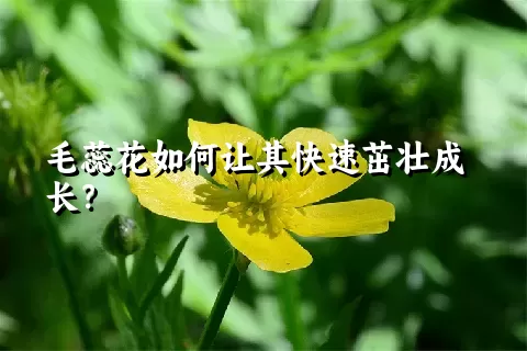 毛蕊花如何让其快速茁壮成长？