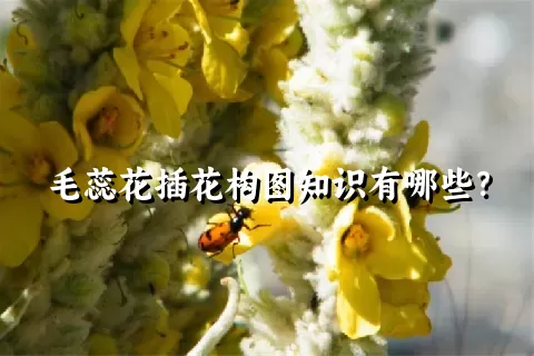 毛蕊花插花构图知识有哪些？