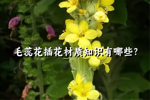 毛蕊花插花材质知识有哪些？