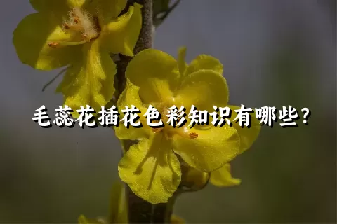 毛蕊花插花色彩知识有哪些？