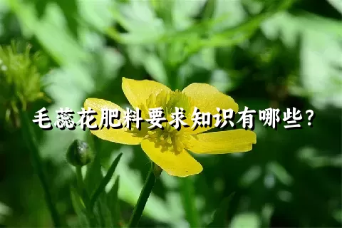 毛蕊花肥料要求知识有哪些？