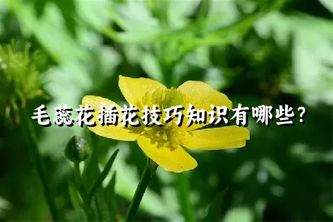 毛蕊花插花技巧知识有哪些？
