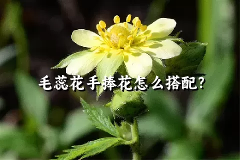 毛蕊花手捧花怎么搭配？