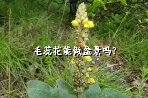 毛蕊花能做盆景吗？
