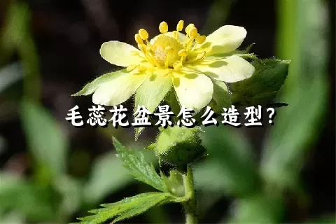 毛蕊花盆景怎么造型？