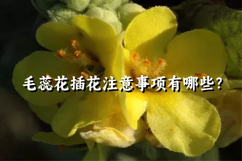毛蕊花插花注意事项有哪些？