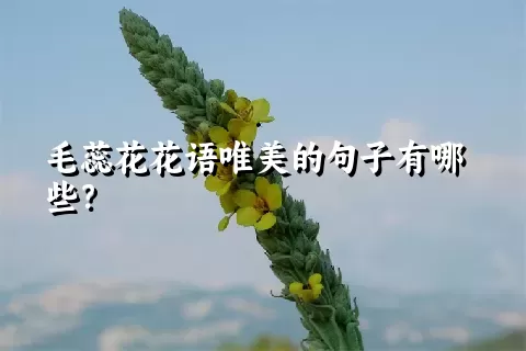 毛蕊花花语唯美的句子有哪些？