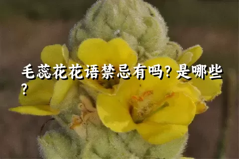 毛蕊花花语禁忌有吗？是哪些？
