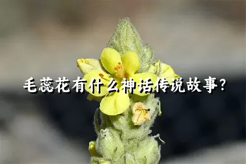毛蕊花有什么神话传说故事？