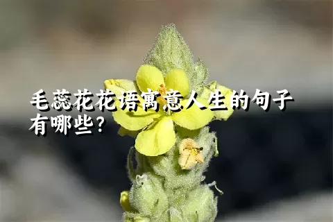 毛蕊花花语寓意人生的句子有哪些？