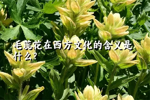 毛蕊花在西方文化的含义是什么？