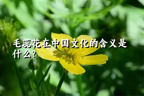 毛蕊花在中国文化的含义是什么？