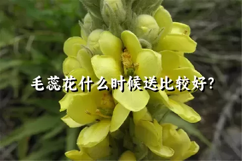 毛蕊花什么时候送比较好？
