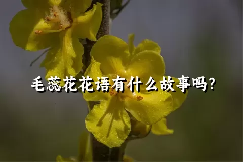 毛蕊花花语有什么故事吗？