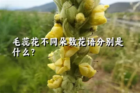 毛蕊花不同朵数花语分别是什么？