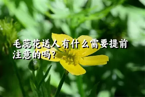 毛蕊花送人有什么需要提前注意的吗？
