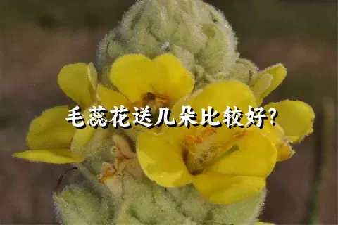 毛蕊花送几朵比较好？
