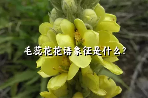 毛蕊花花语象征是什么？