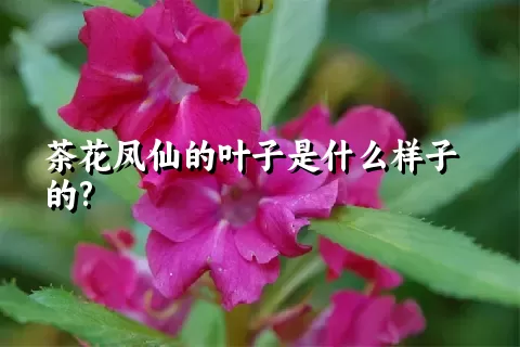 茶花凤仙的叶子是什么样子的?