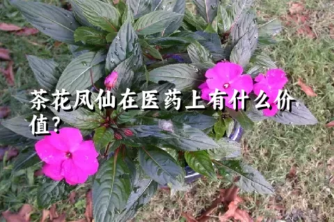 茶花凤仙在医药上有什么价值？