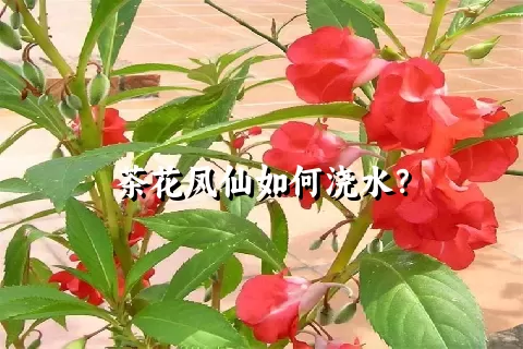 茶花凤仙如何浇水？