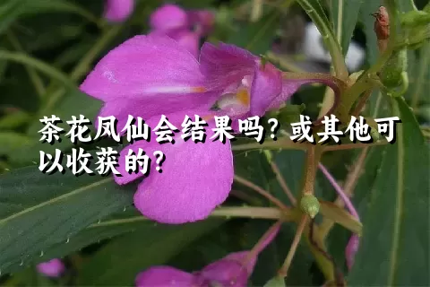 茶花凤仙会结果吗？或其他可以收获的？