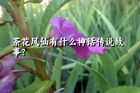 茶花凤仙有什么神话传说故事？